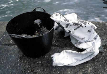 Ave petroleada a causa del desastre del Prestige