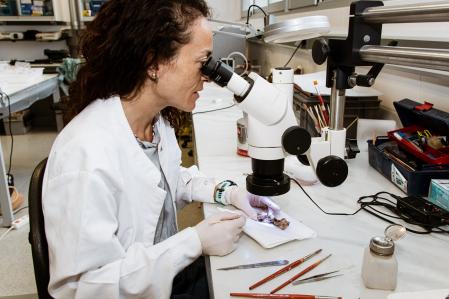 Una investigadora en los trabajos de limpieza y conservación de la mandíbula