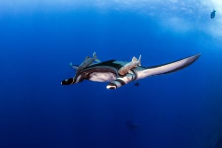 Una mantarraya, en aguas de la isla de Socorro, en el parque nacional de Revillagigedo