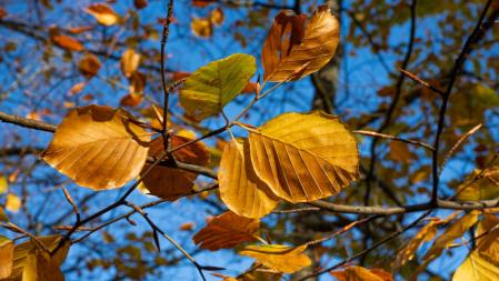 Otoño en el Montseny.