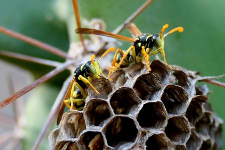Nido de avispa en el monasterio de Pedralbes de Barcelona.