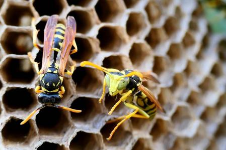 Nido de avispa en el monasterio de Pedralbes de Barcelona.
