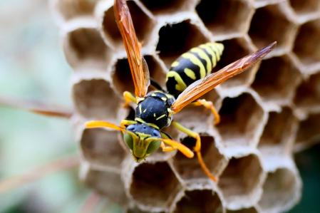 Nido de avispa en el monasterio de Pedralbes de Barcelona.