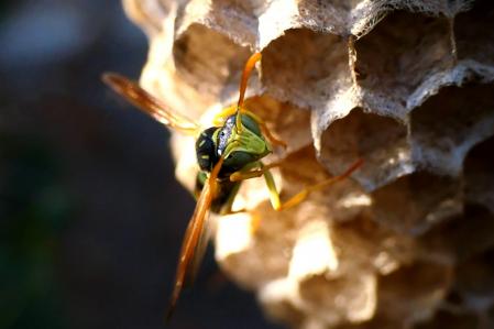 Nido de avispa en el monasterio de Pedralbes de Barcelona.