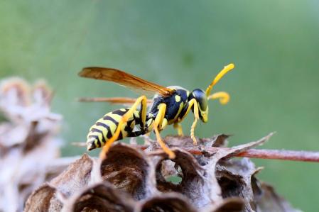 Nido de avispa en el monasterio de Pedralbes de Barcelona.