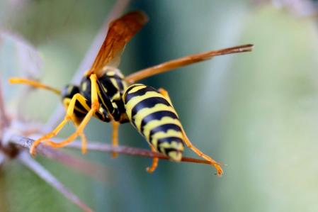 Nido de avispa en el monasterio de Pedralbes de Barcelona.