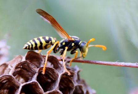 Nido de avispa en el monasterio de Pedralbes de Barcelona.