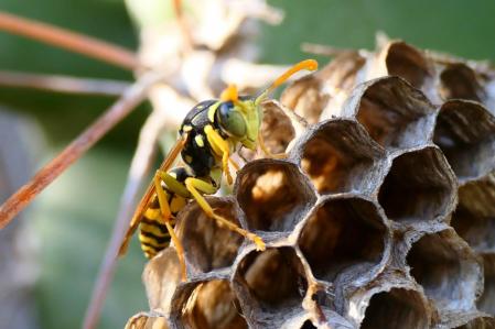 Nido de avispa en el monasterio de Pedralbes de Barcelona.