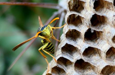 Nido de avispa en el monasterio de Pedralbes de Barcelona.