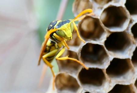 Nido de avispa en el monasterio de Pedralbes de Barcelona.