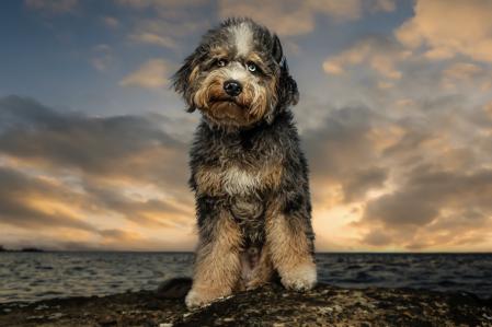 Cachorro de aussiedoodle de seis meses