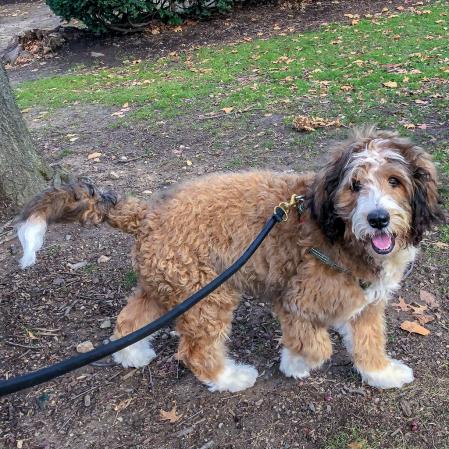 Un cachorro de bernadoodle paseando