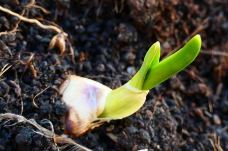 Ajos en el huerto del monasterio de Pedralbes.