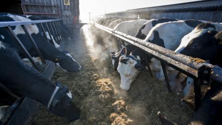 Dairy cows eating silage in winter on a farm in England, United Kingdom