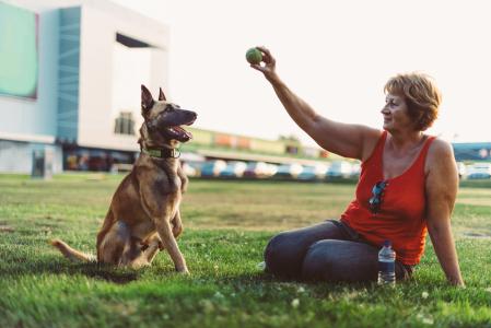 El pastor belga malinois se caracteriza por su pelaje, su inteligencia y su nobleza
