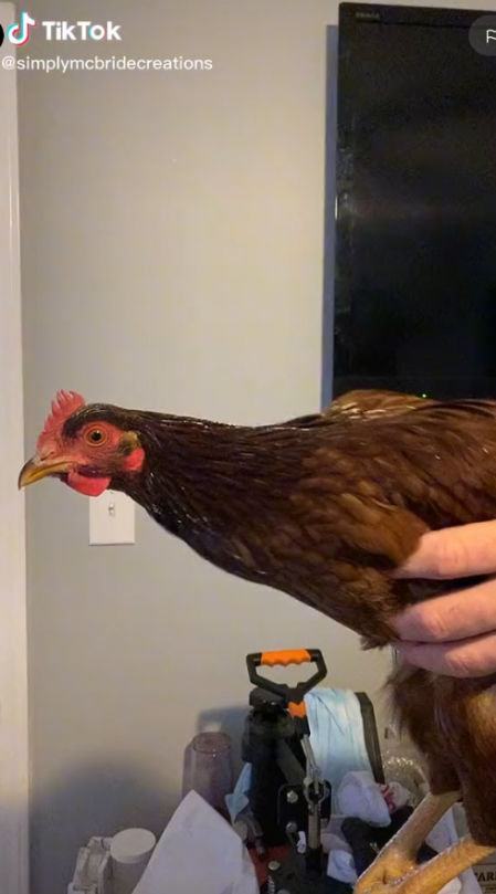 La cabeza de la gallina actúa como estabilizador