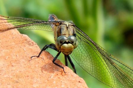 Libélula fotografiada en el monasterio de Pedralbes.