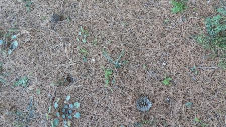 Un almez y un olivo naciendo de forma natural en Altet gracias a los pájaros.