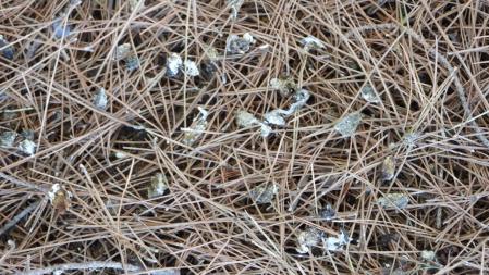 Restos defecados por el pájaro con el hueso.