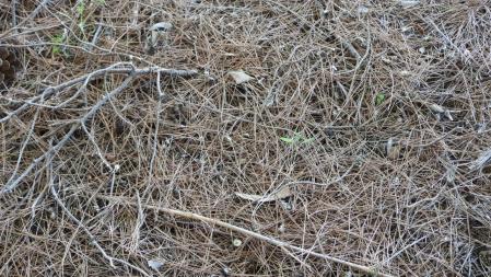 Restos defecados por el pájaro con el hueso.