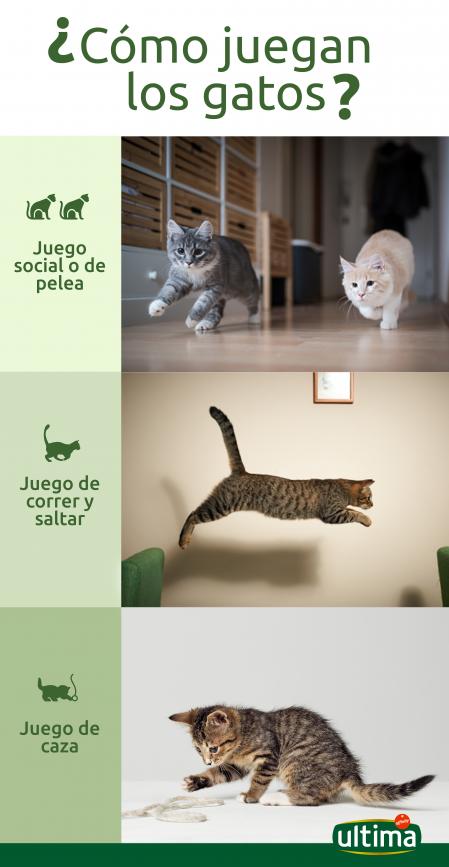 Branded Infografia gatos juegos