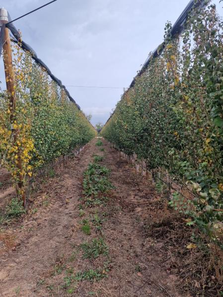 Camino Ignaciano en La Rioja.