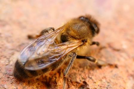 Abeja aturdida.