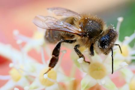 Abeja revitalizándose gracias al polen.