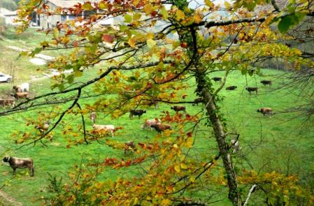 Otoño en la Garrotxa.