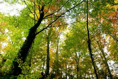 La belleza de los árboles en otoño en la Garrotxa.