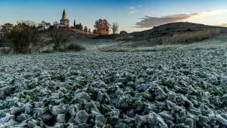 Helada en los alrededores de Manlleu.