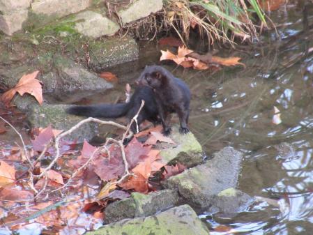Visón americano en el Fluvià.