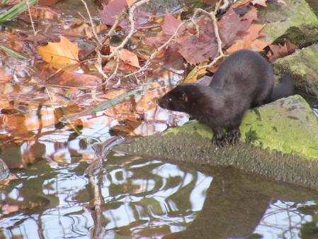 Visón americano en el Fluvià.