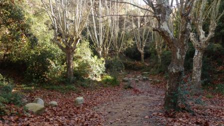 Otoño en la Font del Ca.