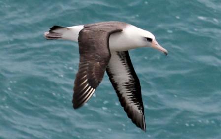 Albatros de Laysan  .