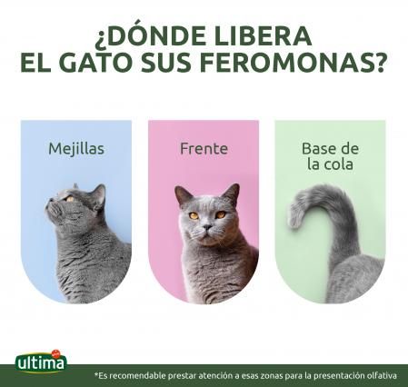 Infografía Affinity gatos feromonas