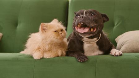 Branded Affinity perro gato