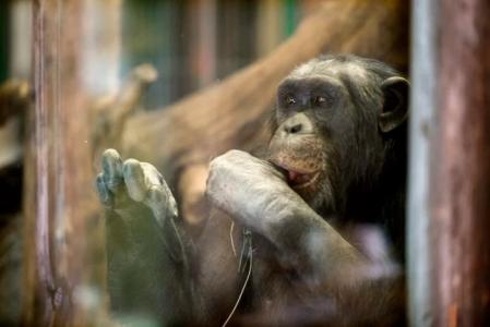 Santino, uno de los chimpancés del zoo Furuvik, en una imagen de archivo  .