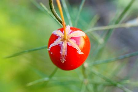 Semillas de espárragos.