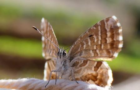 Mariposa del geranio en el huerto del monasterio de Pedralbes.