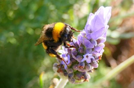Abejorro en la flor de lavanda.