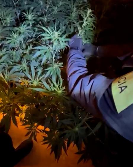 Los agentes se inacautaron de 4.300 plantas de marihuana.