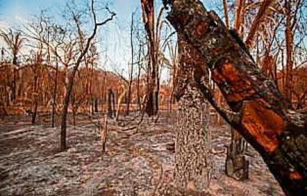 In 2020, large-scale fires consumed more than 20% of the Pantanal wetlands, in the midwest of Brazil. The recurrent lack of rainfall in the region, in addition to the total absence of environmental protection policies, started an unprecedented crisis, which puts people and the biome's rich biodiversity at risk. In September, Greenpeace Brazil visits the region to bear witness to the problem and provide support to associations that operate in the Pantanal. Mato Grosso (BR). Em 2020, incêndios de grandes proporções consumiram mais de 20% do Pantanal, no centro-oeste do Brasil. A falta de chuvas recorrente na região, somada à ausência de políticas de proteção ambiental, deram início a uma crise sem precedentes, que coloca em risco pessoas e a rica biodiversidade do bioma. Em setembro o Greenpeace esteve na região, para registrar o problema e levar apoio às organizações que atuam no Pantanal.