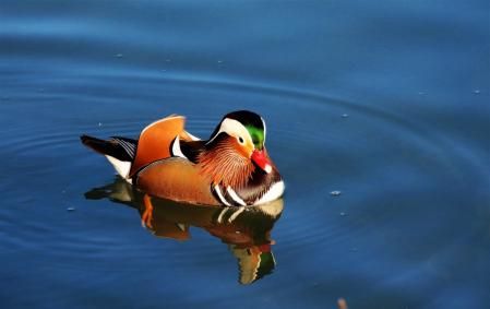 Pato mandarín en Banyoles.