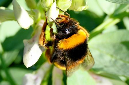 Reina abejorro muy activa en pleno invierno.