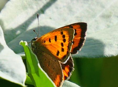 La mariposa manto bicolor.