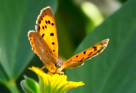 La mariposa manto bicolor.