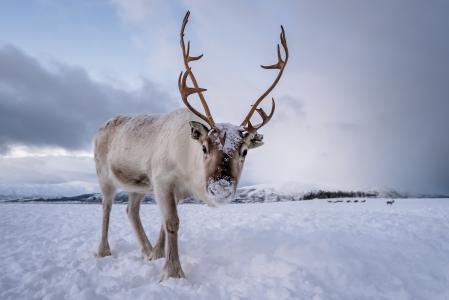 Portrait of a reindeer with massive antlers pulling sleigh in snow, Tromso region, Northern Norway
