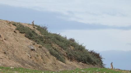 Detalle de algunos de los conejos que buscamos.