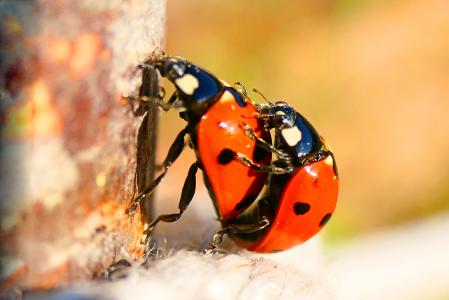 Mariquitas copulando en pleno invierno.